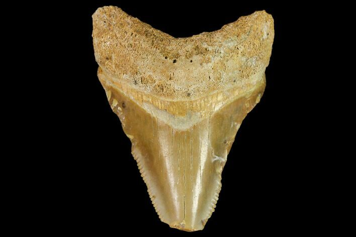 Fossil Megalodon Tooth - Florida #108411